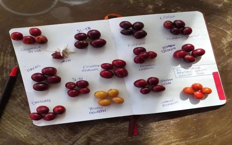 What’s the difference between Typica and Bourbon? Exploring the relationship between Panama Geisha and Ethiopia Huagu | A beginner's guide to coffee varieties