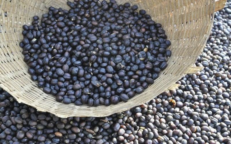 A Complete Guide to Natural (Sun-Dried) Coffee Processing: From Tradition to Modernity, Mastering Flavor and Pour Over Techniques