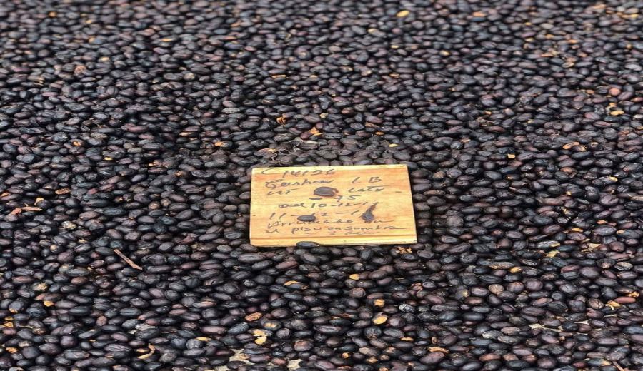 American-style Black Coffee Bean Recommendations | Roast Level, Brewing Parameters & Flavor Beginner’s Guide