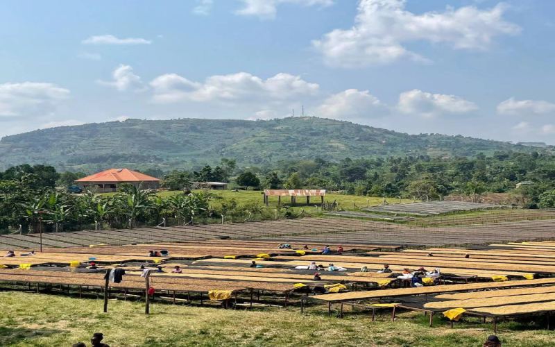 Complete Guide to Uganda Coffee Grading and Regions: Flavor Differences from Robusta to Arabica