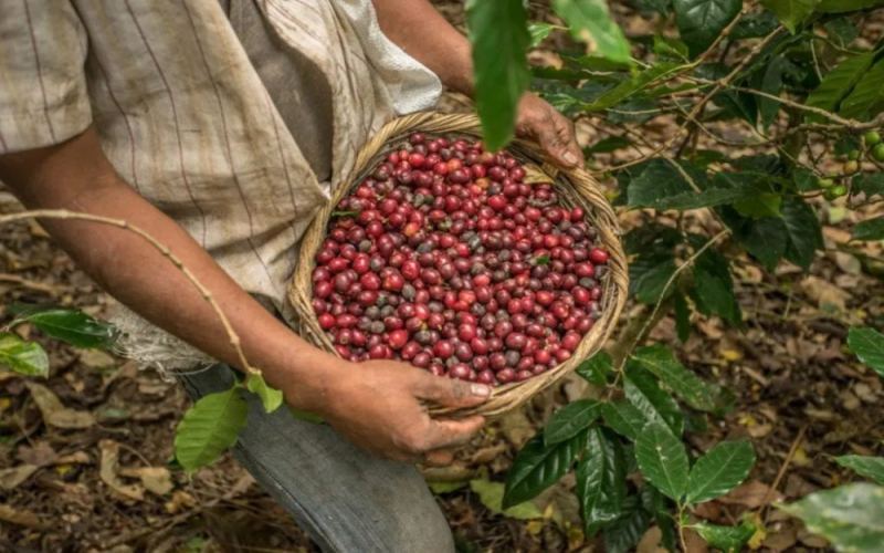 Honduras Coffee Export Transformation: A New Opportunity for Direct Supply to China and Market Trend Analysis