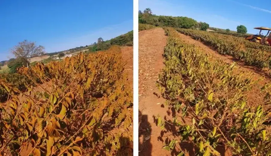 Robusta futures hit $4,000！ How Vietnam’s drought and Brazil’s insufficient rainfall are affecting coffee prices