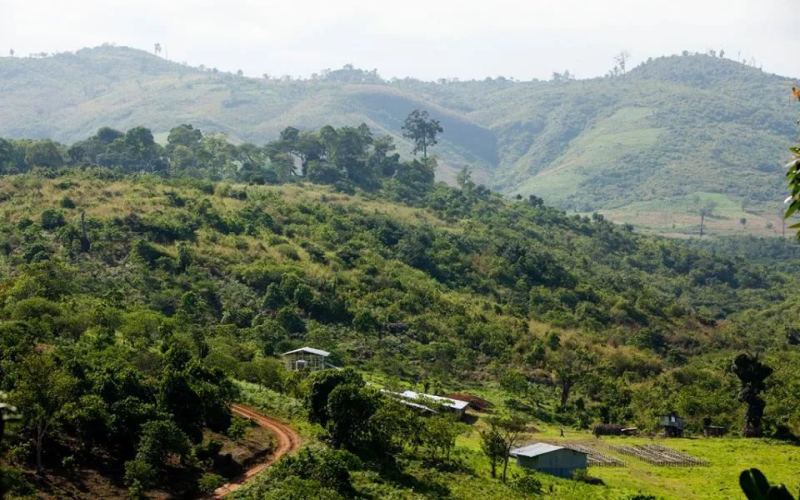 Yirgacheffe Coffee Flavor Analysis: Processing Features of Guji Dingding & Red Cherry Beans and Pour Over Recommendations