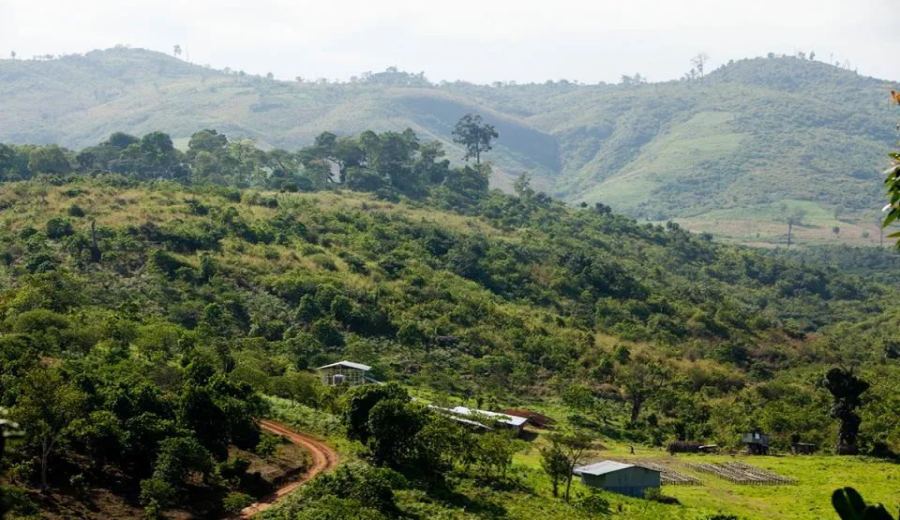 Yirgacheffe Coffee Flavor Analysis: Processing Features of Guji Dingding & Red Cherry Beans and Pour Over Recommendations