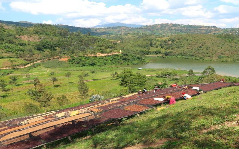 Unveiling the Allure of Ethiopian Washed Coffee: How the Classic Flavors of Yirgacheffe and Sidamo Are Created?