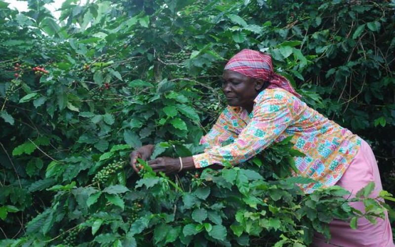 How to Brew Jamaican Blue Mountain Coffee? Complete Pour Over Parameters and Flavor Analysis