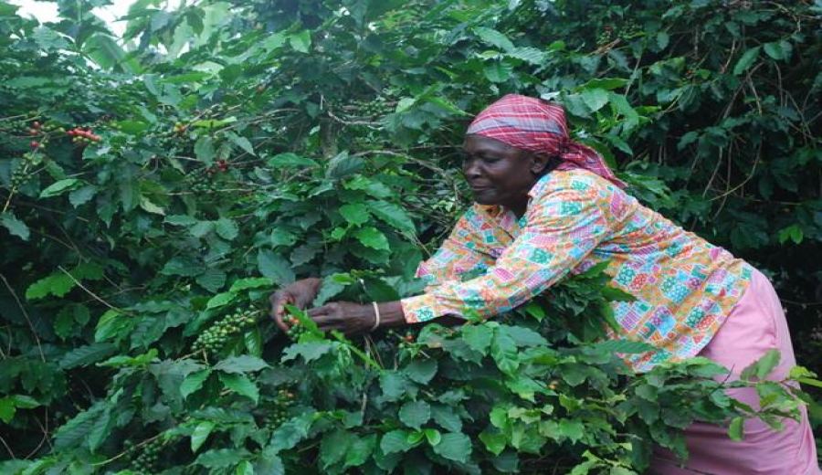 How to Brew Jamaican Blue Mountain Coffee? Complete Pour Over Parameters and Flavor Analysis