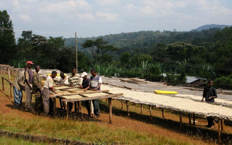 A Complete Guide to Ethiopian Yirgacheffe Washed Beans: Regional Characteristics and Processing Techniques