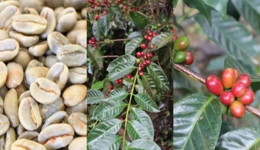 A Complete Guide to Panama Geisha Village Coffee Grading: From Auction to Chaka Lots