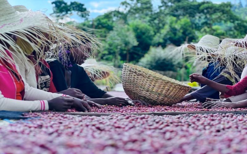 Ethiopia Natural G1 Yirgacheffe: Flavor Profile of Konga Cooperative & Pour Over Brewing Recommendations