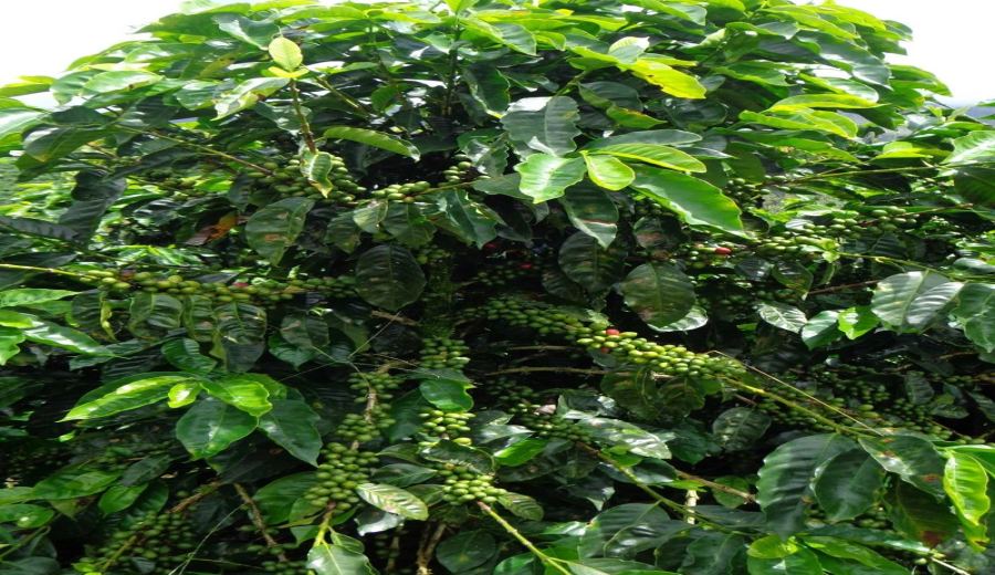 From Light to Dark Roast: How to Choose Your Favorite Floral Coffee Beans by Roast Level