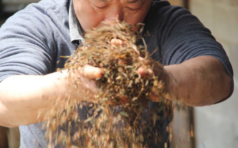 Review and Buying Guide for Wuyi Golden Monkey Black Tea: How to Choose High-End Gongfu Tea?