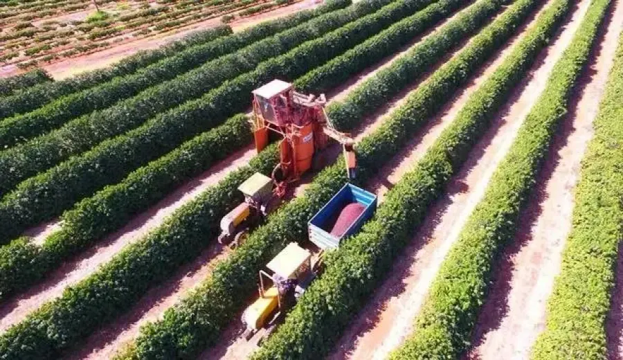 Brazil's coffee harvest is ahead of schedule, but sales are sluggish—how will tax reform delays affect pour over bean choices?