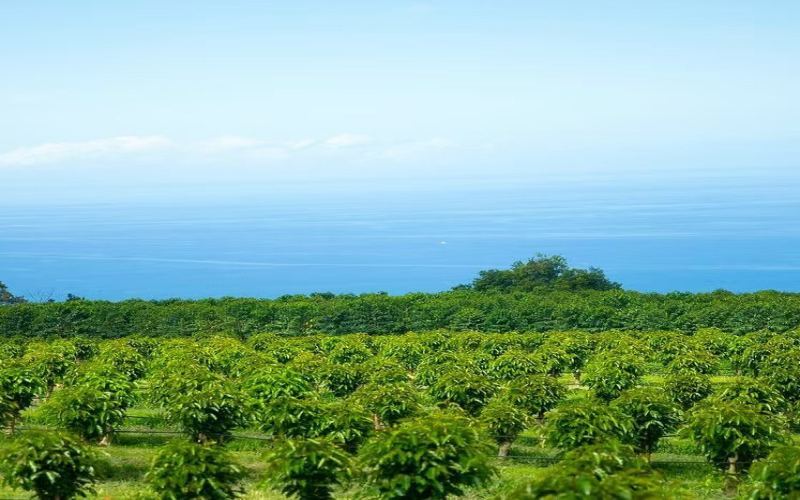 Complete Guide to Hawaiian Kona Coffee: How Are High-Quality Beans Grown at Low Altitudes? Varieties, Processing, and Brewing Techniques