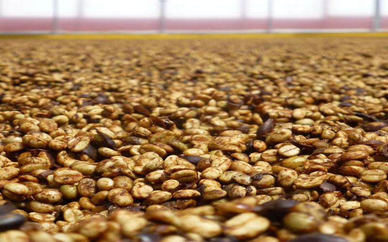 The Secrets of Honey Processed Coffee Flavors: A Complete Guide to Pulp Ratios and Drying Techniques from Yellow Honey to Black Honey
