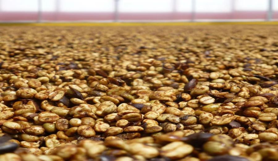 The Secrets of Honey Processed Coffee Flavors: A Complete Guide to Pulp Ratios and Drying Techniques from Yellow Honey to Black Honey