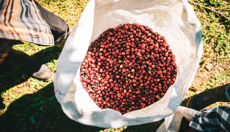 In-depth Analysis of Colombia’s Specialty Coffee Regions: A Comprehensive Guide to Huila & Tolima Flavors and Growing Environments
