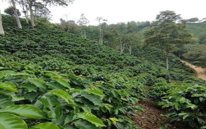 A Comprehensive Guide to Colombia’s Coffee Regions: From the Origins of Geisha to the Flavor Profile of La Esmeralda