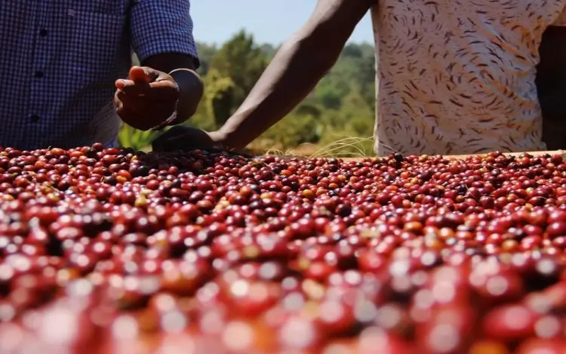 In-depth Analysis of Ethiopia Guji Hambella Huacai 7.0: Sun-dried Processing and Pour Over Flavor Guide