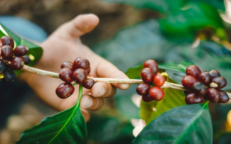 Arabica vs. Robusta Coffee Beans: Variety Characteristics, Regional Differences, and Flavor Guide