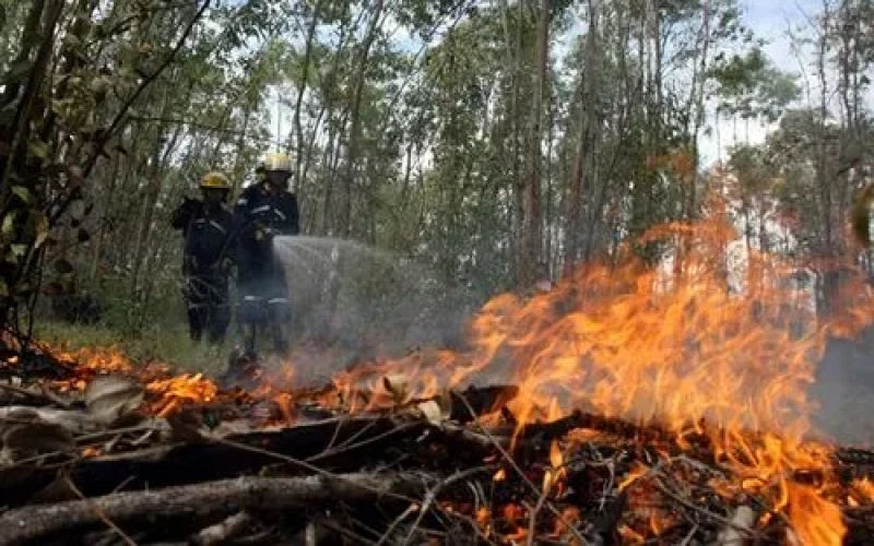 Honduras coffee regions hit by extreme weather and air pollution, facing severe challenges in the 2024 season