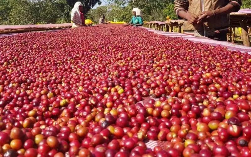 Ethiopia Yirgacheffe Guji Dingding Washed Beans: Pour Over Flavor Profile & Cooperative Story