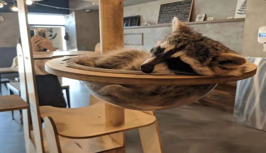 South Korea to ban wildlife cafes by 2027: Countdown for raccoon and meerkat cafes