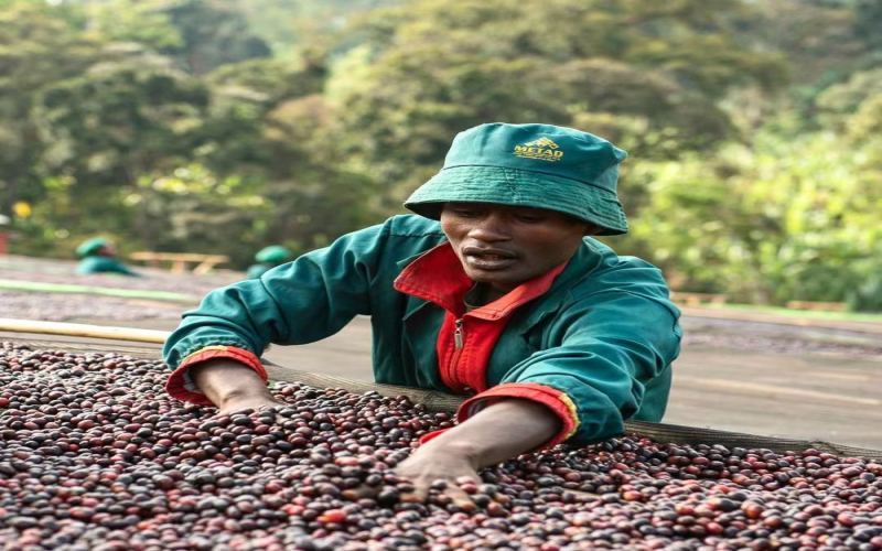 How to Brew Yirgacheffe Worka Cooperative Coffee? A Comprehensive Guide to Anaerobic Natural Processing and Heirloom Variety Flavors