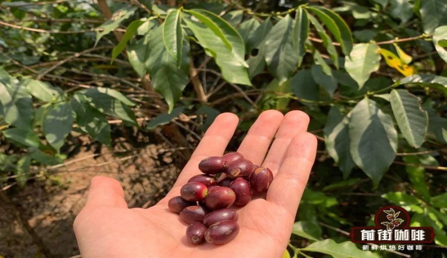 The Golden Tasting Window for Light Roast Pour Over Coffee: A Complete Guide to Degassing Periods and Storage Tips