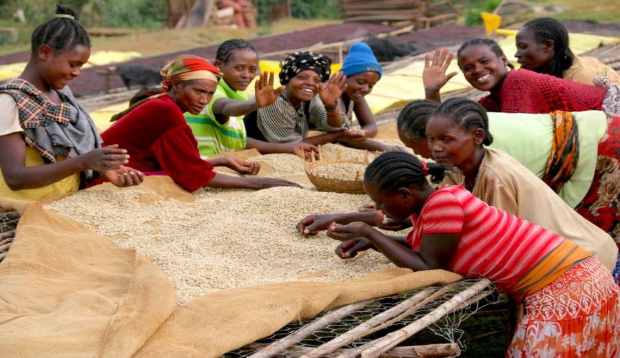 Complete Guide to Burundi Specialty Coffee: Regions, Processing Methods, and Flavor Profiles