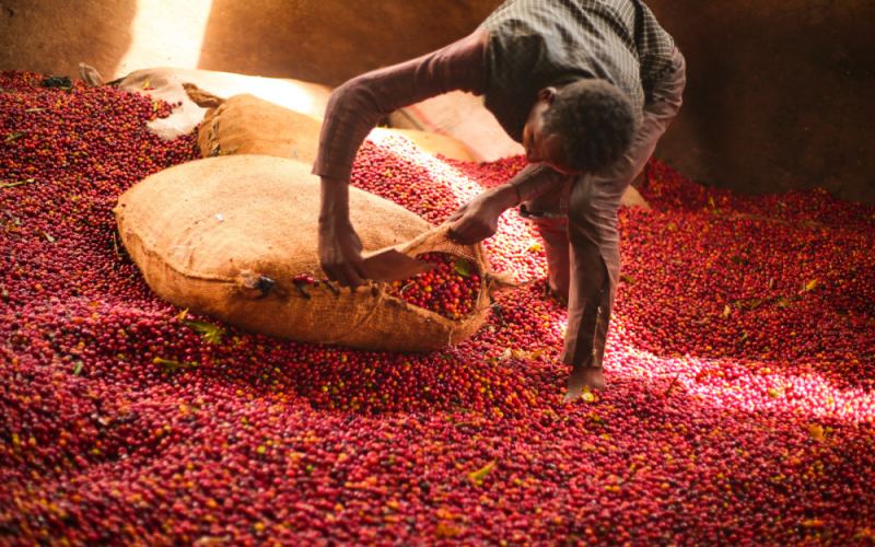 A Comprehensive Guide to Ethiopian Yirgacheffe Shakiso Microlot Washed Beans: Flavor Profile & Pour Over Parameters
