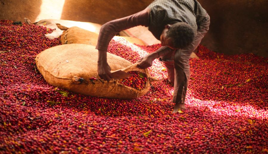 A Comprehensive Guide to Ethiopian Yirgacheffe Shakiso Microlot Washed Beans: Flavor Profile & Pour Over Parameters