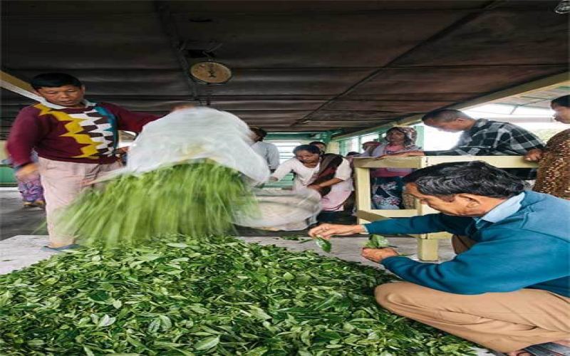 Glenburn Tea Estate Tour in Darjeeling｜Full Tea Production Process + Premium Tea Tasting + Mountain-View Accommodation