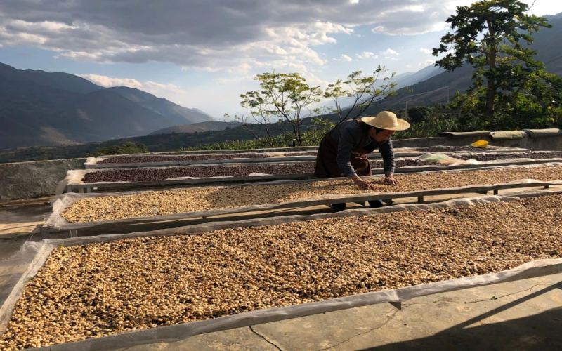 The Evolution of Yunnan’s Small Coffee Varieties | Flavor Analysis of Typica and Catimor & Pour Over Bean Recommendations
