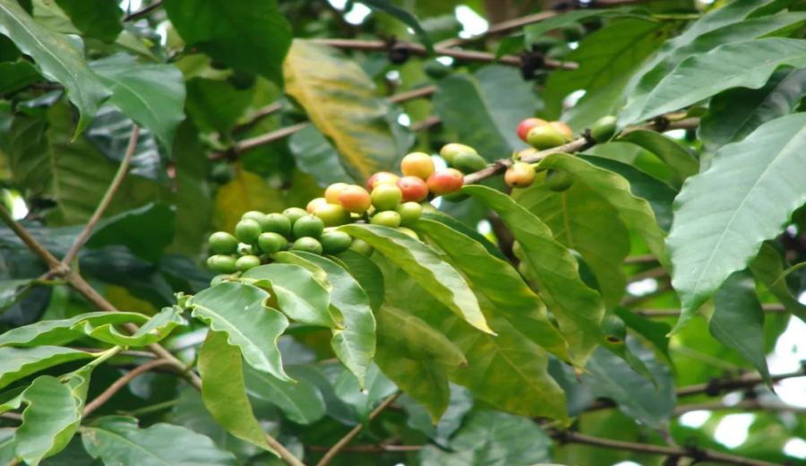 Flavor Profile and Pour Over Brewing Guide for Ethiopian Sidamo 74158 Coffee Beans