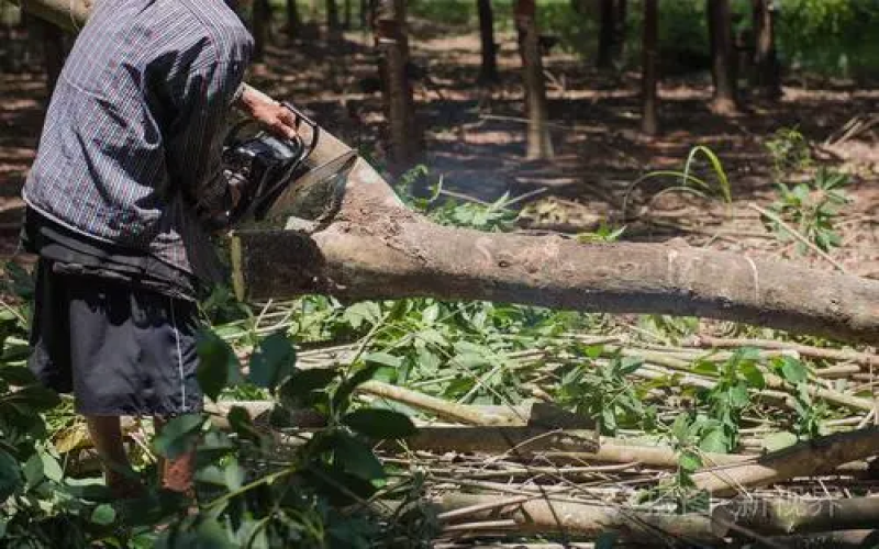 Timor-Leste’s Smallholder Coffee Farmers Face Challenges Under the EU Deforestation-Free Regulation: An Export Compliance Guide