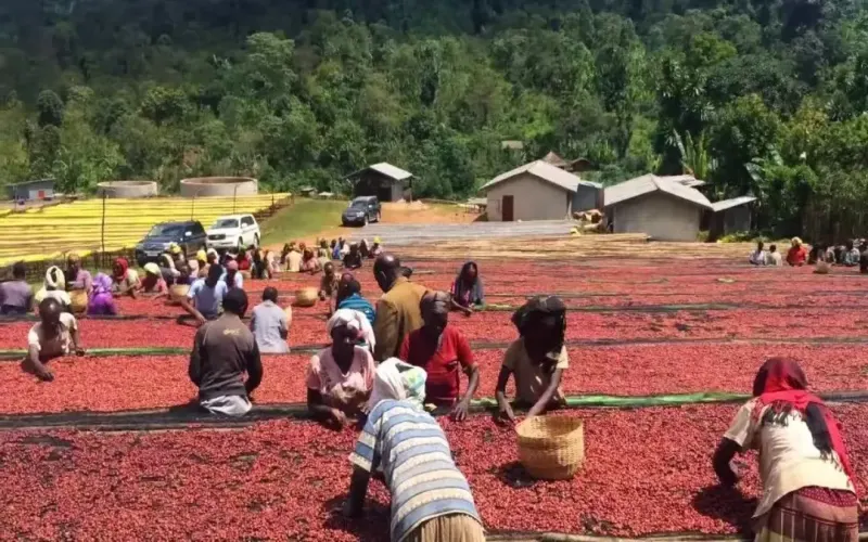 Ethiopia Yirgacheffe Red Cherry Project: Flavor Analysis of Natural Process Beans & In-depth Introduction to the Origin
