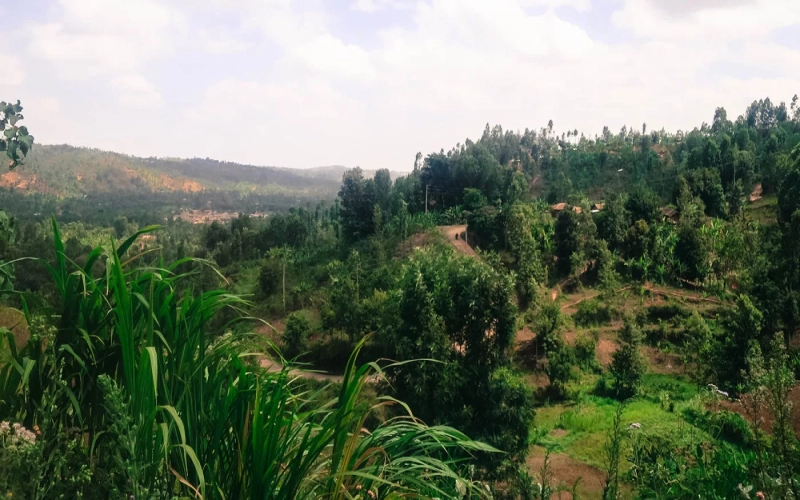 Kenya Boma Washing Station Cranberry Bean: A Complete Guide to Origin, Processing & Pour Over Parameters