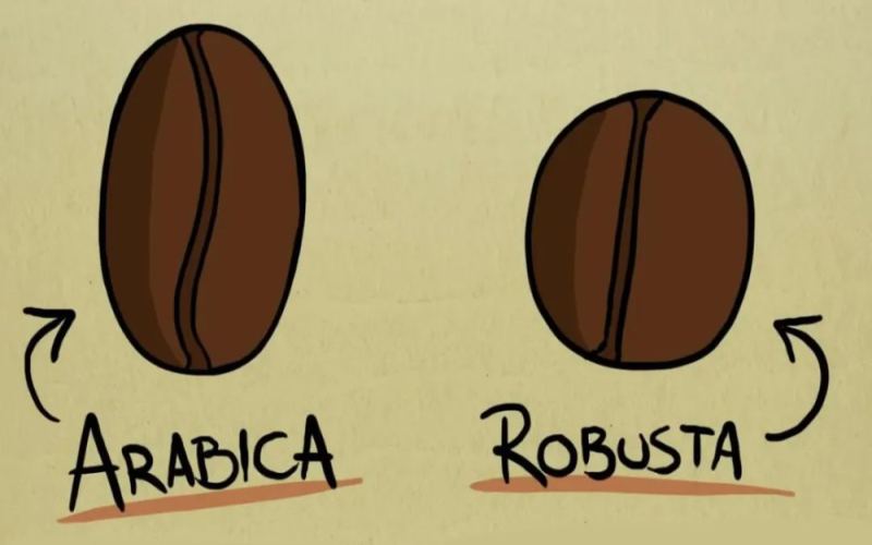 A Comprehensive Comparison of Arabica vs Robusta Flavor Profiles | Coffee Bean Selection and Brewing Tips