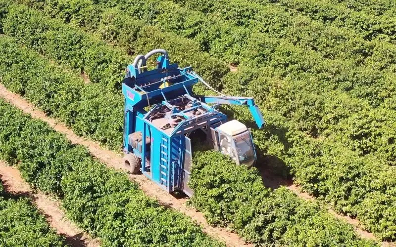 Drought in Brazil’s Major Coffee-Producing Regions Intensifies: 2024 Harvest Shrinks, What’s Next for Global Prices?