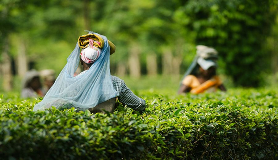Five Little-Known Facts About Assam Tea: Its Origins, CTC Processing, and Tribal Tea Culture
