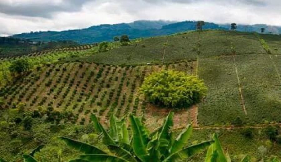 Colombian Coffee Faces Production Crisis: How Farmers Are Coping with La Niña