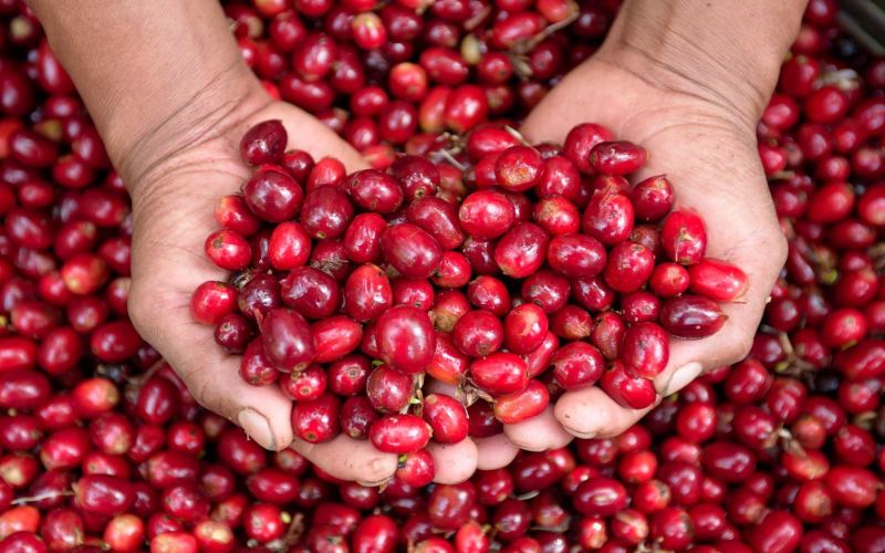 Geisha Coffee Pour Over Guide: Coffee-to-Water Ratio & Temperature Parameters, Regional Flavor Analysis, and Brewing Techniques