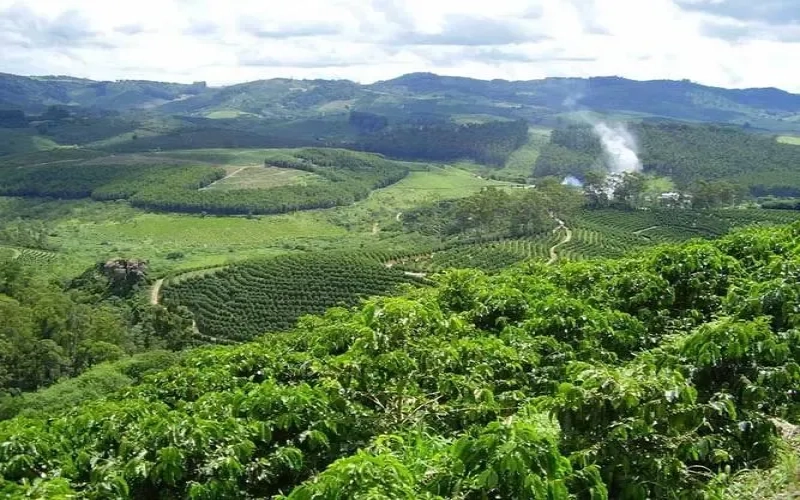 Behind the Decline in Indonesia’s Robusta Production and Exports: Analysis of Climate Anomalies and Market Dynamics