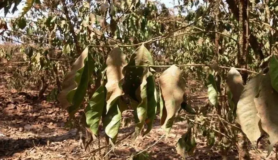 Vietnam and Brazil drought impact: Robusta coffee beans could face a shortage of 2.7 million bags next year