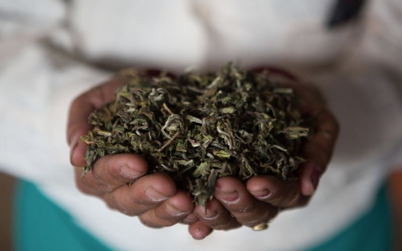 How to Choose Between Darjeeling and Assam Black Tea? A Comprehensive Analysis from Region to Flavor