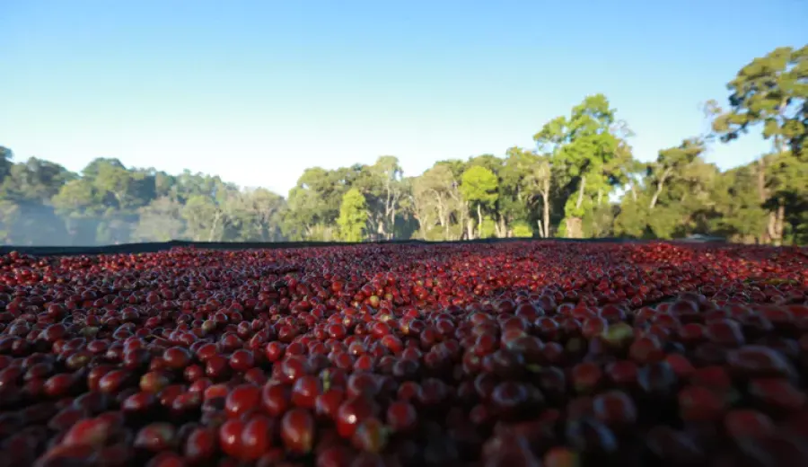 A Comprehensive Analysis of the Evolution of Ethiopian Natural Process Beans: From Traditional to Refined, Exploring the Flavor Profile of Guji Hambela Huila Konga