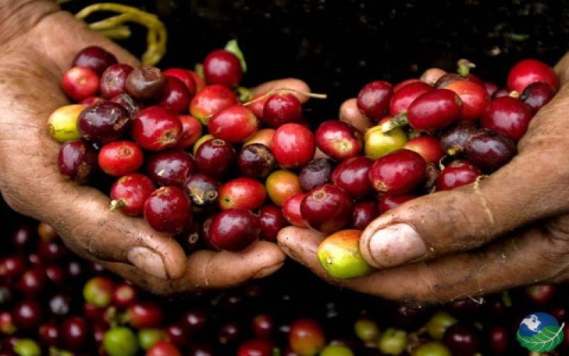 How to Drink Costa Rican Coffee? A Complete Guide to Pour Over Bean Recommendations & Honey Processed Bean Prices