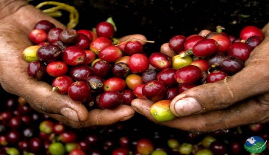 How to Drink Costa Rican Coffee? A Complete Guide to Pour Over Bean Recommendations & Honey Processed Bean Prices