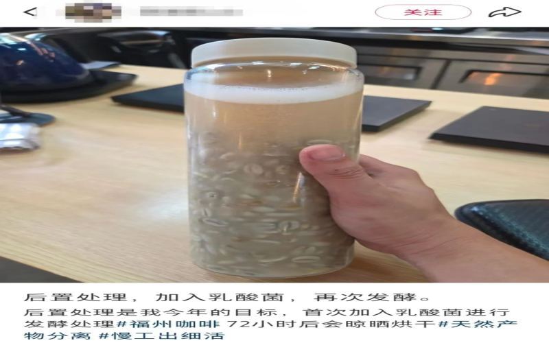Lactic acid bacteria fermentation of green beans unexpectedly causes sprouting！Analysis of the flavor and safety of sprouted coffee beans
